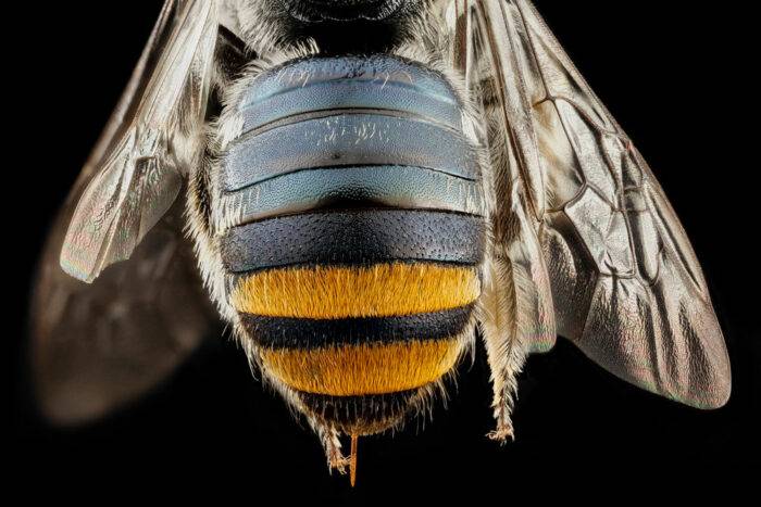 Bee-Butts-Lipotriches