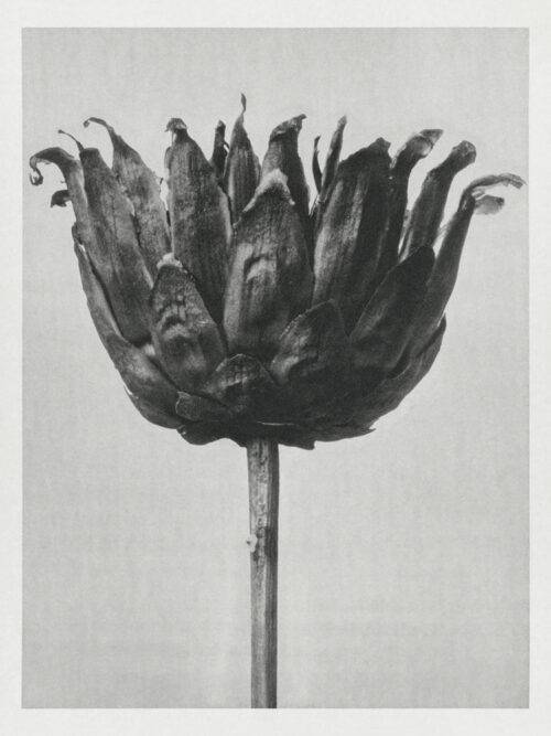 Centaurea-Ruthenica-(1928)-Karl-Blossfeldt