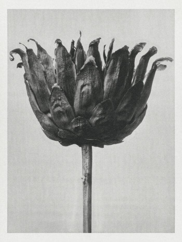Centaurea-Ruthenica-(1928)-Karl-Blossfeldt