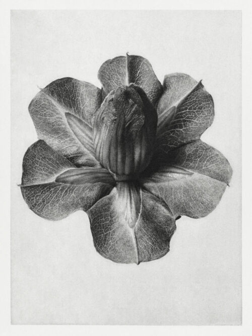 Cobaea-Scandens-(1928)