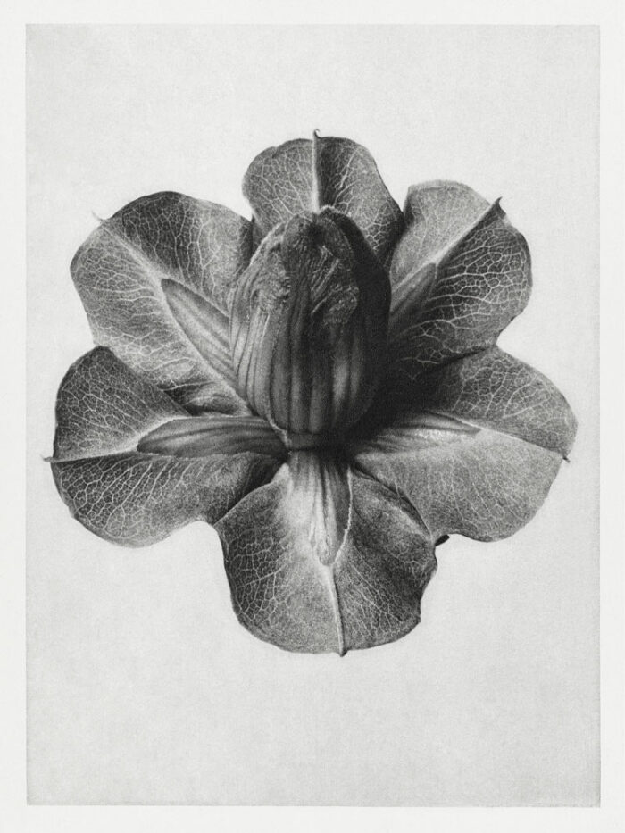 Cobaea-Scandens-(1928)