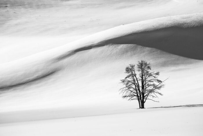Snødyner,-Hayden-Valley